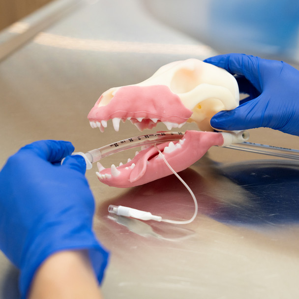 Norman – Multi Procedure Canine Dental Model   tandmodel hund4